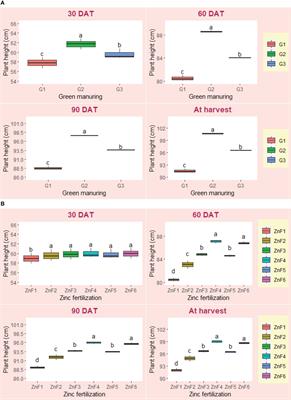 Enhancing physiological metrics, yield, zinc bioavailability, and economic viability of Basmati rice through nano zinc fertilization and summer green manuring in semi–arid South Asian ecosystem
